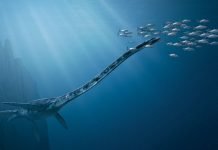 Плезиозавры: Талассомедон