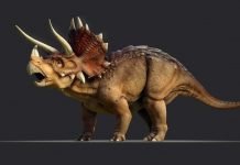 Трицератопсы