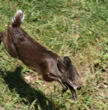 Хохлатые олени – животные с «прической»