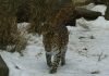 Дальневосточный леопард – величественная таежная кошка