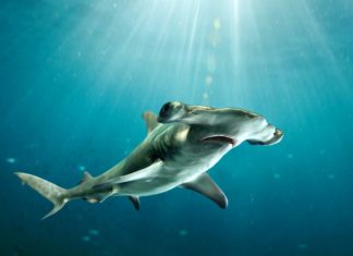 Акула-молот