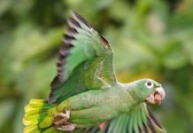 Амазон Мюллера