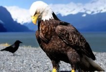 Белоголовый орлан