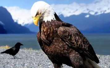 Белоголовый орлан