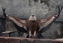 Белоголовый сип