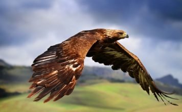 Беркут — золотой орёл