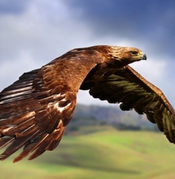 Беркут — золотой орёл