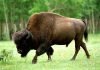Бизон