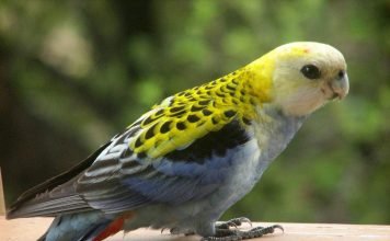 Розелла – радужный попугай