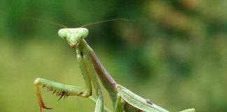 «Набожный» родственник таракана — богомол