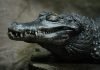 Черный кайман – живое ископаемое Амазонки