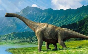 Инфраотряд: Зауроподы, Завроподоморфы