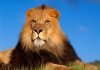 Африканский лев