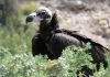Черный гриф – птица солидного полета