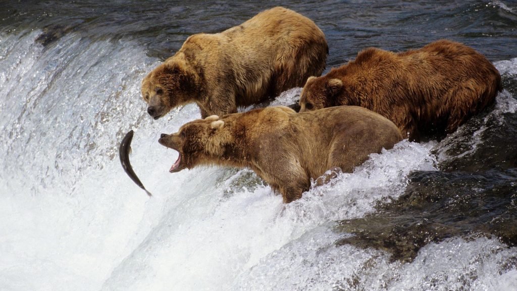 За любимой едой - хоть на край водопада (на фото - американские гризли).