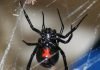 Паук черная вдова