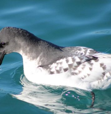 Капский голубок – птица морских просторов