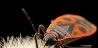 Насекомое солдатик – жук или клоп?