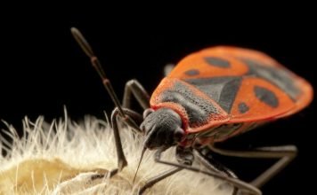 Насекомое солдатик – жук или клоп?