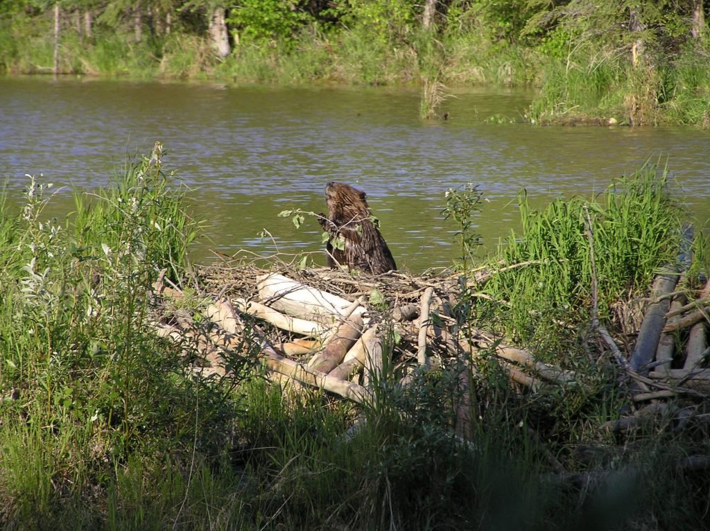 Канадский бобр (Castor canadensis).