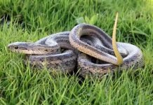 Узорчатый полоз – расписная змея