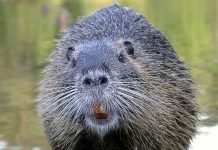 Бобры – строители из мира животных