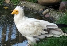 Стервятник – птица падальщик