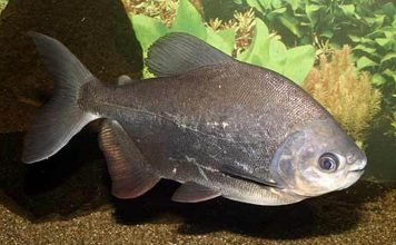 Паку — пресноводная рыба с зубами