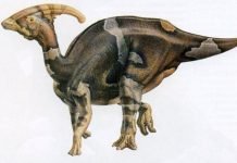 Паразауролофусы