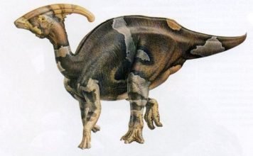 Паразауролофусы