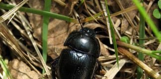 Жук скарабей. Мистика в самом банальном
