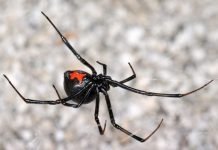 Паук каракурт и его смертельный «поцелуй»