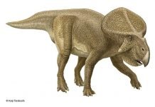 Протоцератопс