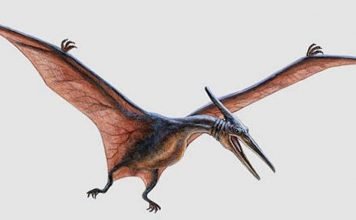 Летающие динозавры: Птеранодон