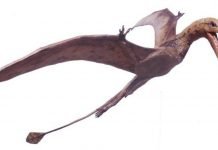 Рамфоринхи