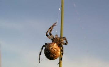 Паук крестовик