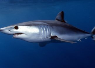Акула мако