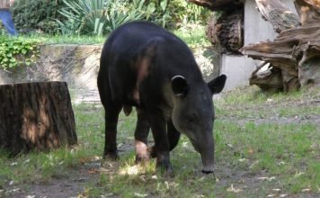 Центральноамериканский тапир