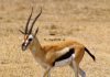 Быстроногая газель Томсона