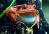 Лягушка-помидор – что общего у земноводного с томатами?