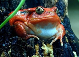 Лягушка-помидор – что общего у земноводного с томатами?