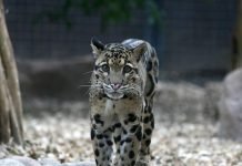 Дымчатый леопард: фото и видео пятнистого хищника