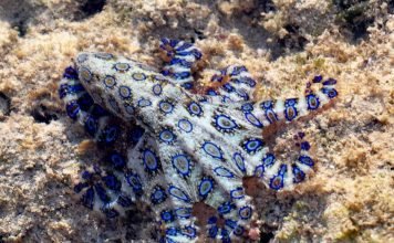 Карликовый убийца – синекольчатый осьминог