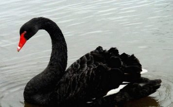 Черный лебедь: все об австралийском «аборигене»