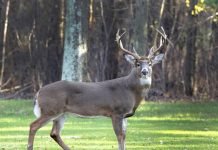 Белохвостый олень