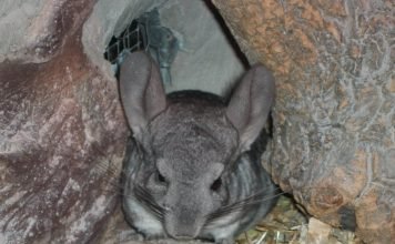 Шиншилла дома и в природе