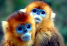 Курносая обезьяна! Кто курносей всех на свете?