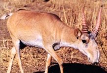 Сайгак – вид антилопы