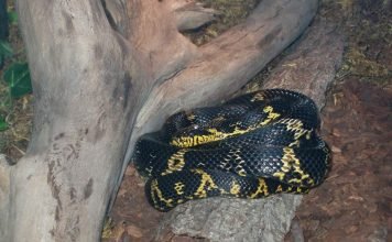 Амурский полоз