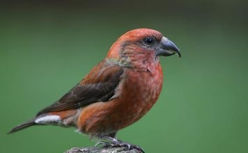 Клест-еловик